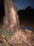 arbol2