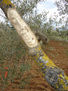 arbol4