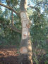 arbol8