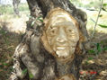 arbol10