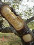 arbol11