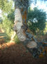 arbol14