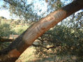 arbol17