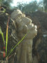 arbol19