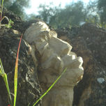 Arboles vivos thumbnail 2