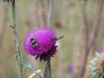 Buscando Naturaleza