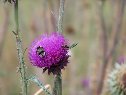 Buscando Naturaleza