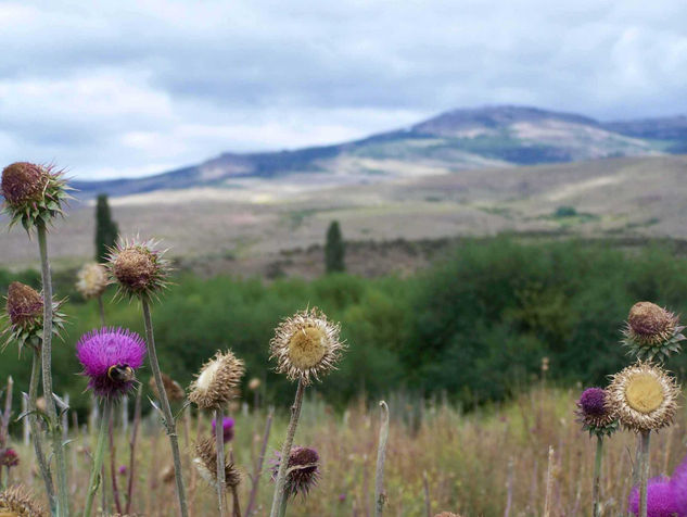 Flores Silvestres 