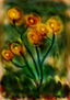 flores imposibles