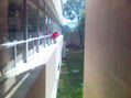 red flower