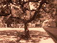 arbol