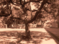 Arbol