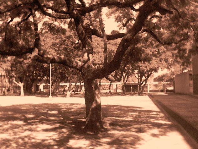arbol