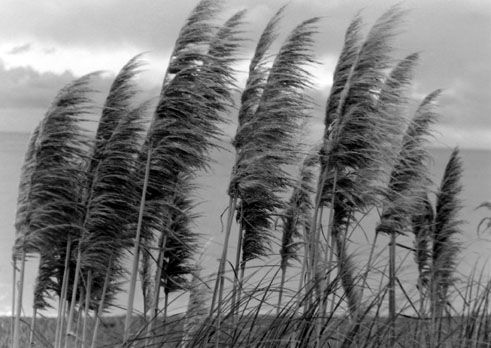 Blow Otras temáticas Blanco y Negro (Química)