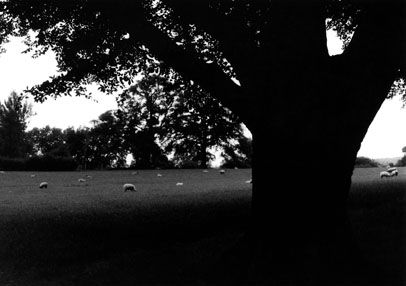 Grass Otras temáticas Blanco y Negro (Química)