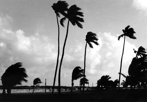 Palms Otras temáticas Blanco y Negro (Química)