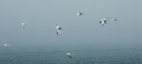 Gaviotas