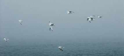 Gaviotas