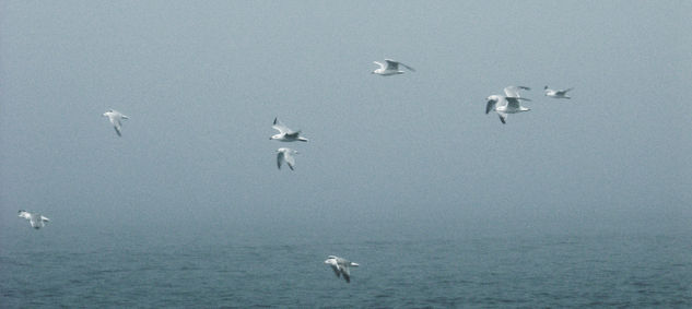 Gaviotas 