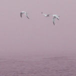 Gaviotas thumbnail 1
