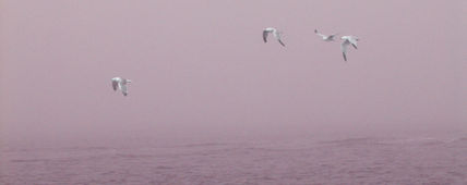 Gaviotas 1