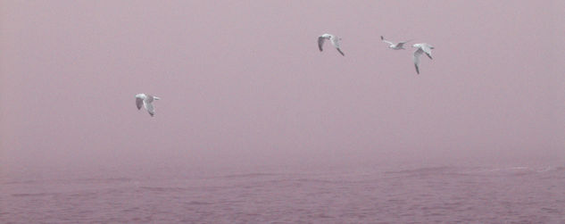 Gaviotas 1 