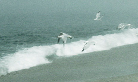 Gaviotas