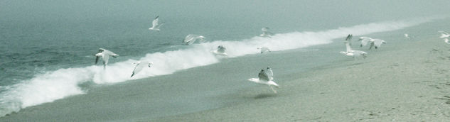 Gaviotas 2 