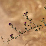 Zen thumbnail 2