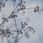 Zen thumbnail 1