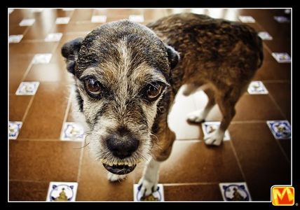 Perritos_13