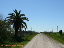 Palmera y camino