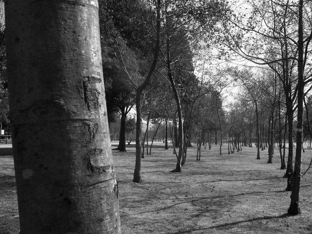 el arbol de los novios Naturaleza Blanco y Negro (Digital)