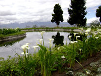 Flores de ambato