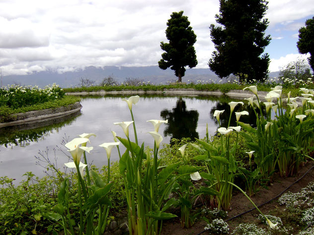 Flores de ambato
