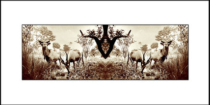 Sabana