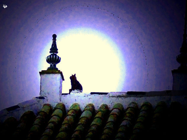 gato maullando a la luna
