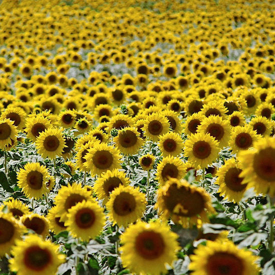 Ejército de girasoles Nature Color (Manual)