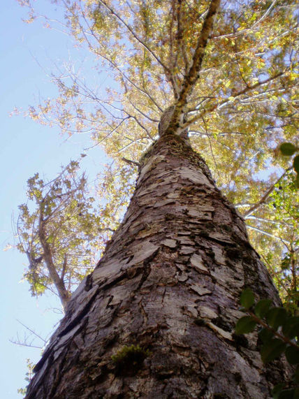 Don Arbol 2