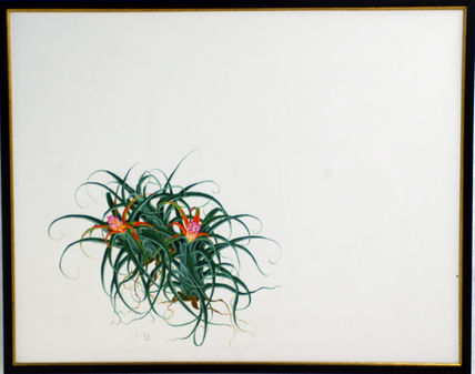 Caraguata