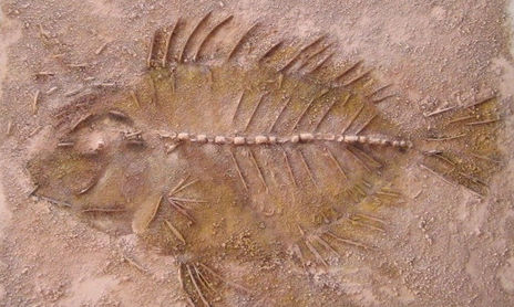 Petrificado
