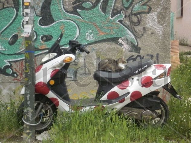 Motocicleta     -        De como una motocicleta ...se convierte en una gatocicleta