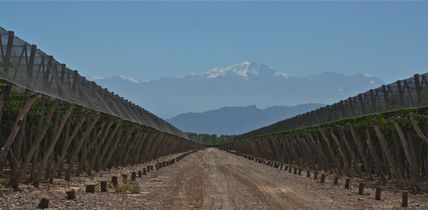 ‟Bodegas Norton"