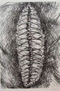 radiografia del maiz