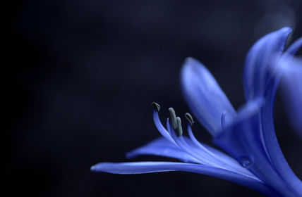 Agapanto flor de amor