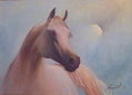 Cavalo Árabe