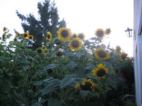 Mis girasoles