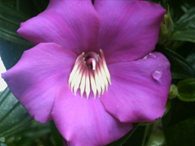 Flores Colombianas 