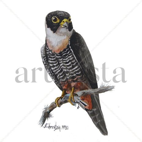 Falco rufigularis