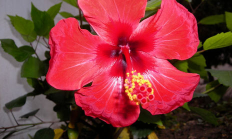 NATURALEZA VIVA